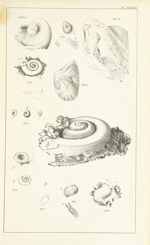 An illustration from Figures and Descriptions of the Palæozoic Fossils of Cornwall, Devon and West Somerset; observed in the course of the Ordnance Geological Survey of that district. By John Phillips, etc, 1841, leaf 319