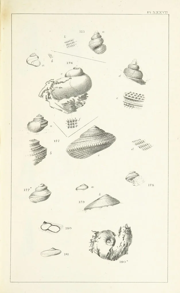 An illustration from Figures and Descriptions of the Palæozoic Fossils of Cornwall, Devon and West Somerset; observed in the course of the Ordnance Geological Survey of that district. By John Phillips, etc, 1841, leaf 321
