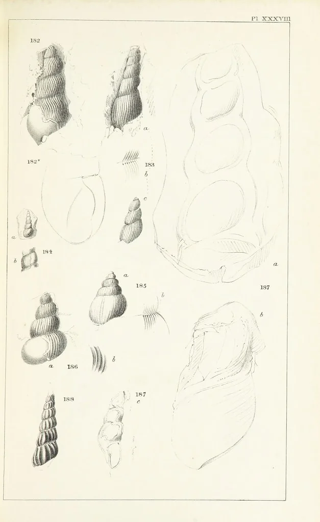 An illustration from Figures and Descriptions of the Palæozoic Fossils of Cornwall, Devon and West Somerset; observed in the course of the Ordnance Geological Survey of that district. By John Phillips, etc, 1841, leaf 323