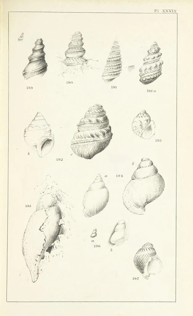 An illustration from Figures and Descriptions of the Palæozoic Fossils of Cornwall, Devon and West Somerset; observed in the course of the Ordnance Geological Survey of that district. By John Phillips, etc, 1841, leaf 325