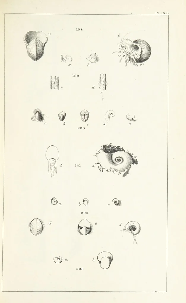 An illustration from Figures and Descriptions of the Palæozoic Fossils of Cornwall, Devon and West Somerset; observed in the course of the Ordnance Geological Survey of that district. By John Phillips, etc, 1841, leaf 327