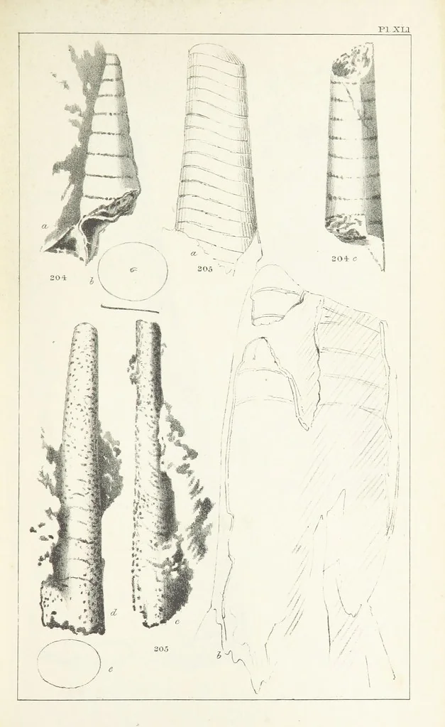 An illustration from Figures and Descriptions of the Palæozoic Fossils of Cornwall, Devon and West Somerset; observed in the course of the Ordnance Geological Survey of that district. By John Phillips, etc, 1841, leaf 329