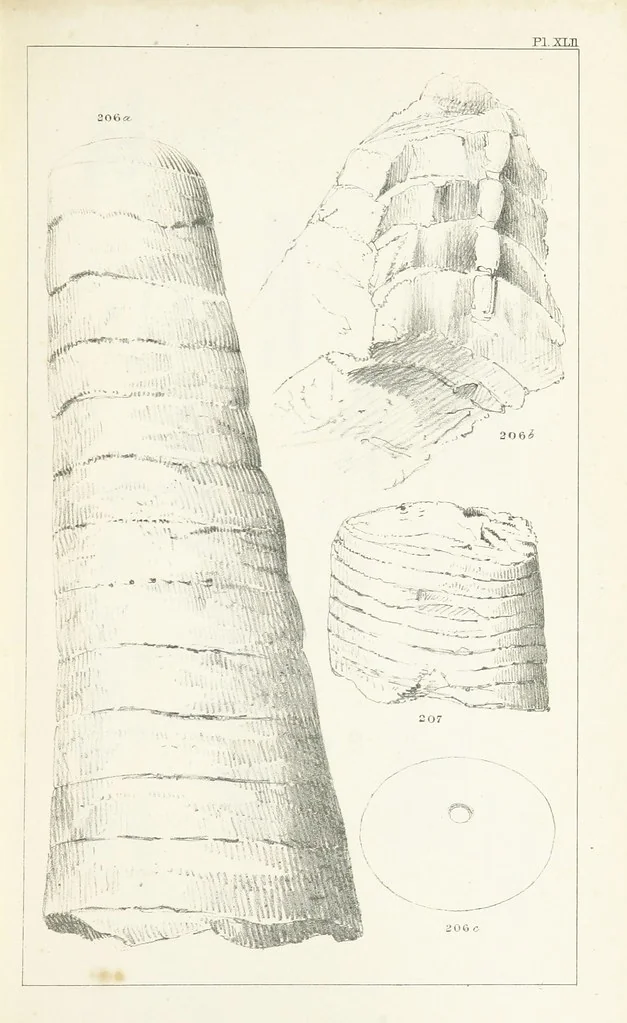 An illustration from Figures and Descriptions of the Palæozoic Fossils of Cornwall, Devon and West Somerset; observed in the course of the Ordnance Geological Survey of that district. By John Phillips, etc, 1841, leaf 331