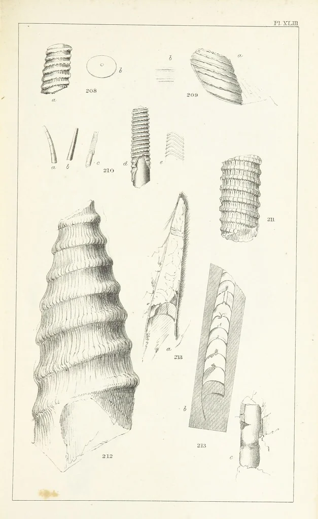 An illustration from Figures and Descriptions of the Palæozoic Fossils of Cornwall, Devon and West Somerset; observed in the course of the Ordnance Geological Survey of that district. By John Phillips, etc, 1841, leaf 333