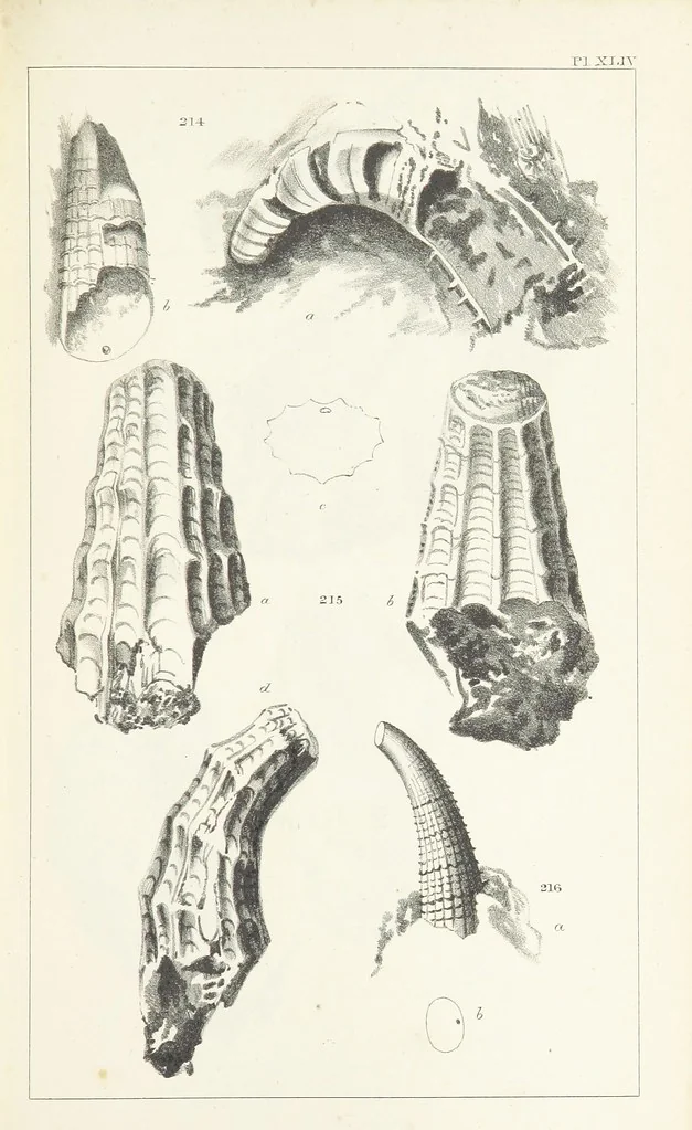 An illustration from Figures and Descriptions of the Palæozoic Fossils of Cornwall, Devon and West Somerset; observed in the course of the Ordnance Geological Survey of that district. By John Phillips, etc, 1841, leaf 335
