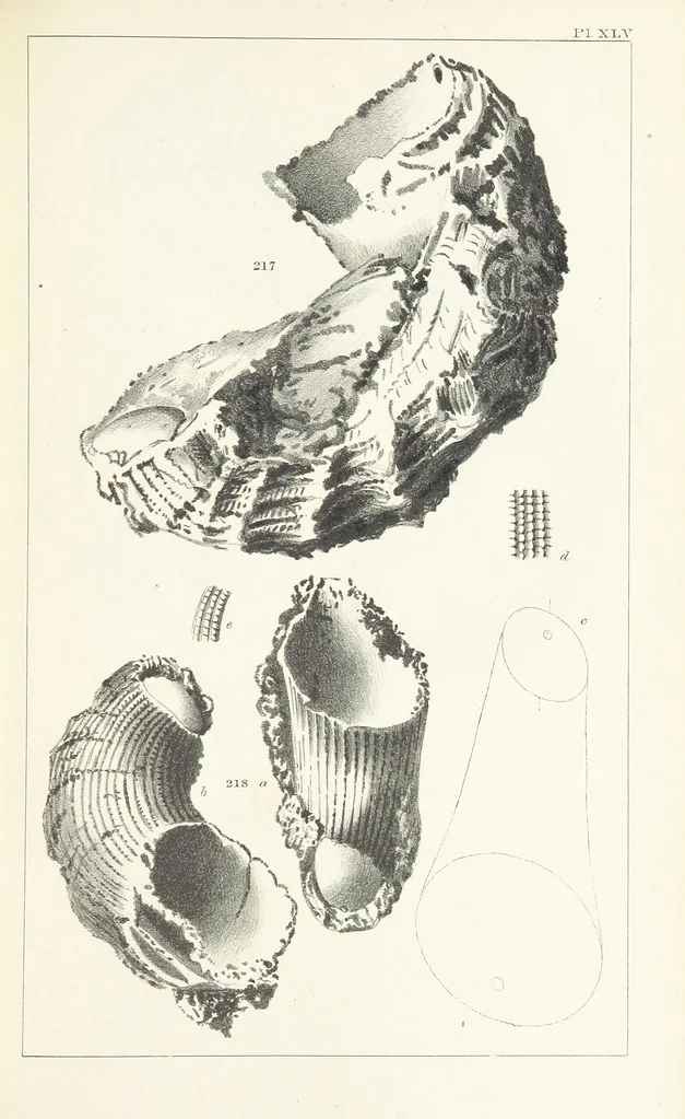 An illustration from Figures and Descriptions of the Palæozoic Fossils of Cornwall, Devon and West Somerset; observed in the course of the Ordnance Geological Survey of that district. By John Phillips, etc, 1841, leaf 337