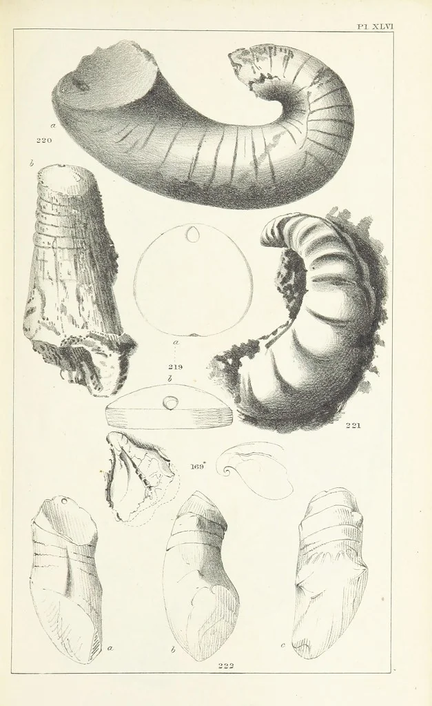 An illustration from Figures and Descriptions of the Palæozoic Fossils of Cornwall, Devon and West Somerset; observed in the course of the Ordnance Geological Survey of that district. By John Phillips, etc, 1841, leaf 339