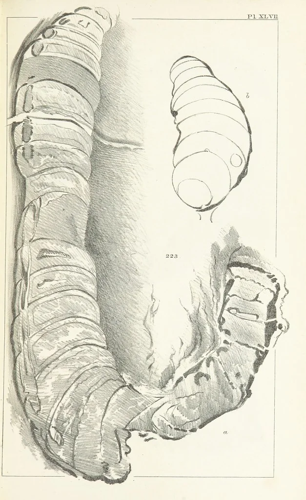 An illustration from Figures and Descriptions of the Palæozoic Fossils of Cornwall, Devon and West Somerset; observed in the course of the Ordnance Geological Survey of that district. By John Phillips, etc, 1841, leaf 341