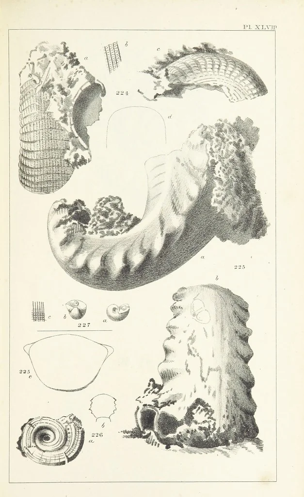An illustration from Figures and Descriptions of the Palæozoic Fossils of Cornwall, Devon and West Somerset; observed in the course of the Ordnance Geological Survey of that district. By John Phillips, etc, 1841, leaf 343