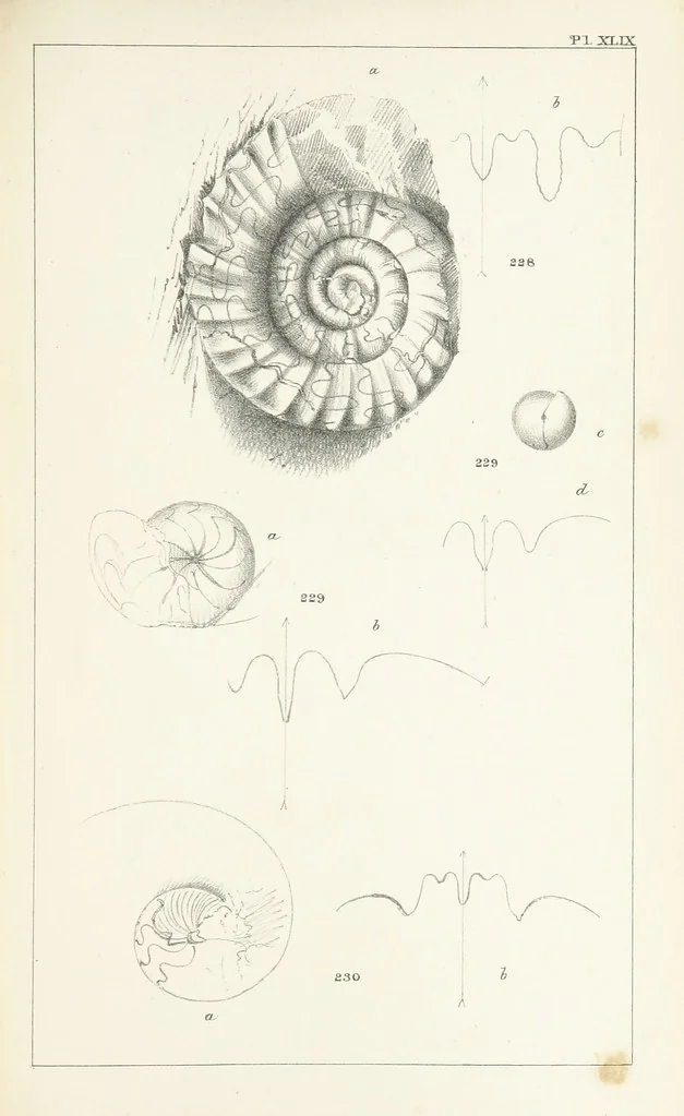 An illustration from Figures and Descriptions of the Palæozoic Fossils of Cornwall, Devon and West Somerset; observed in the course of the Ordnance Geological Survey of that district. By John Phillips, etc, 1841, leaf 345