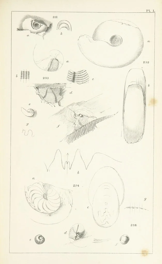 An illustration from Figures and Descriptions of the Palæozoic Fossils of Cornwall, Devon and West Somerset; observed in the course of the Ordnance Geological Survey of that district. By John Phillips, etc, 1841, leaf 347