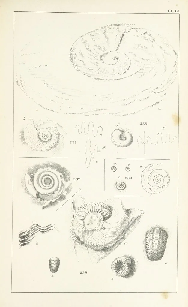 An illustration from Figures and Descriptions of the Palæozoic Fossils of Cornwall, Devon and West Somerset; observed in the course of the Ordnance Geological Survey of that district. By John Phillips, etc, 1841, leaf 349