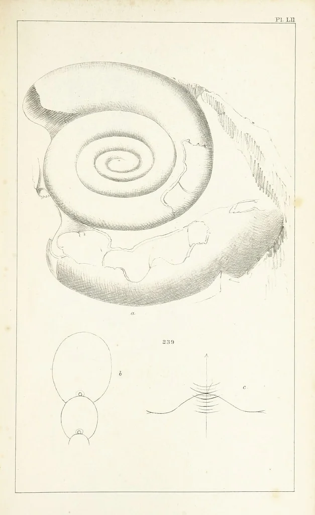 An illustration from Figures and Descriptions of the Palæozoic Fossils of Cornwall, Devon and West Somerset; observed in the course of the Ordnance Geological Survey of that district. By John Phillips, etc, 1841, leaf 351