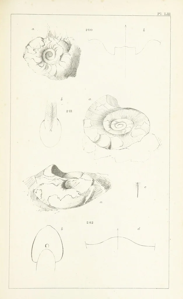 An illustration from Figures and Descriptions of the Palæozoic Fossils of Cornwall, Devon and West Somerset; observed in the course of the Ordnance Geological Survey of that district. By John Phillips, etc, 1841, leaf 353