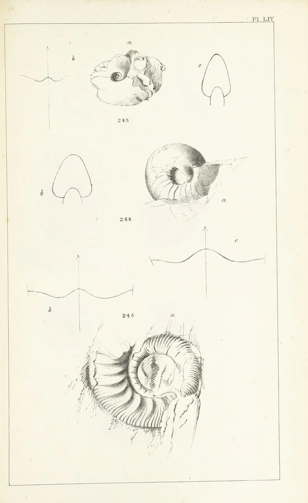 An illustration from Figures and Descriptions of the Palæozoic Fossils of Cornwall, Devon and West Somerset; observed in the course of the Ordnance Geological Survey of that district. By John Phillips, etc, 1841, leaf 355