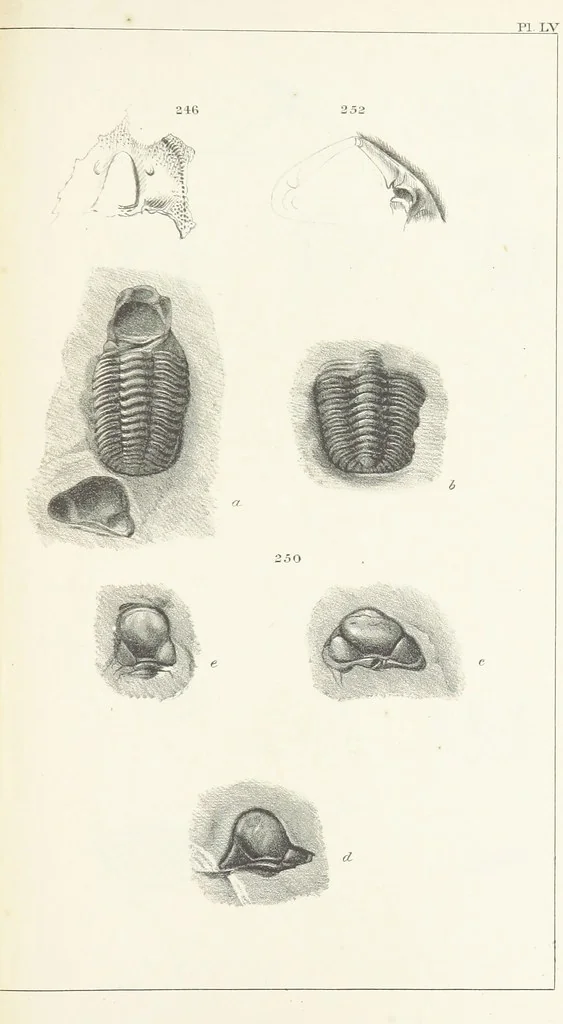 An illustration from Figures and Descriptions of the Palæozoic Fossils of Cornwall, Devon and West Somerset; observed in the course of the Ordnance Geological Survey of that district. By John Phillips, etc, 1841, leaf 357