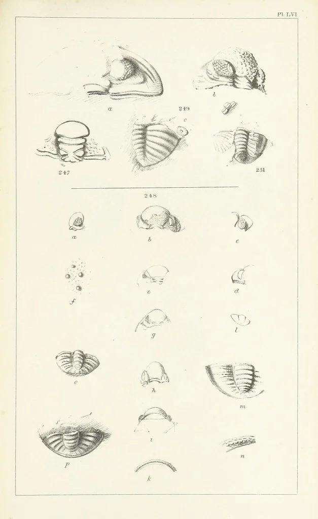An illustration from Figures and Descriptions of the Palæozoic Fossils of Cornwall, Devon and West Somerset; observed in the course of the Ordnance Geological Survey of that district. By John Phillips, etc, 1841, leaf 359
