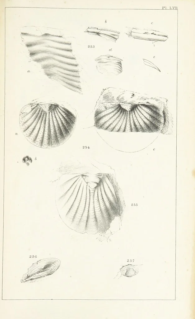 An illustration from Figures and Descriptions of the Palæozoic Fossils of Cornwall, Devon and West Somerset; observed in the course of the Ordnance Geological Survey of that district. By John Phillips, etc, 1841, leaf 361