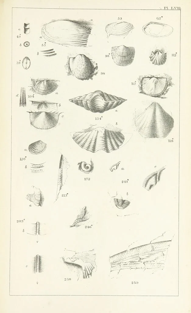 An illustration from Figures and Descriptions of the Palæozoic Fossils of Cornwall, Devon and West Somerset; observed in the course of the Ordnance Geological Survey of that district. By John Phillips, etc, 1841, leaf 363