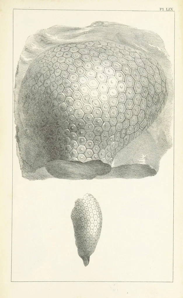 An illustration from Figures and Descriptions of the Palæozoic Fossils of Cornwall, Devon and West Somerset; observed in the course of the Ordnance Geological Survey of that district. By John Phillips, etc, 1841, leaf 365