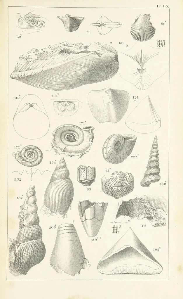 An illustration from Figures and Descriptions of the Palæozoic Fossils of Cornwall, Devon and West Somerset; observed in the course of the Ordnance Geological Survey of that district. By John Phillips, etc, 1841, leaf 367
