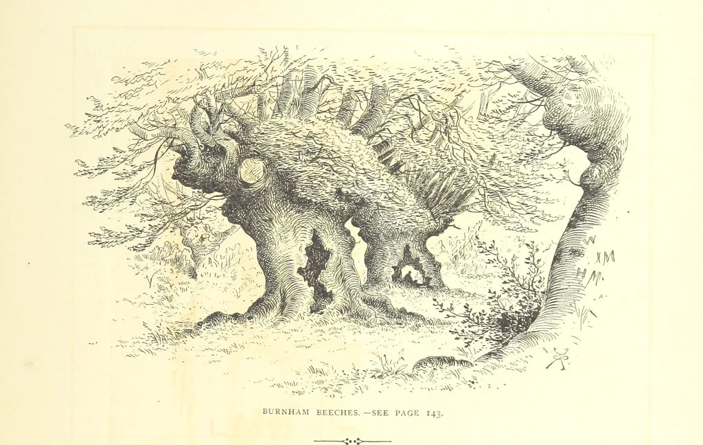 An illustration from New Series, 1880, leaf 153