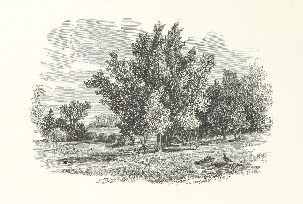 An illustration from Nature and Art: poems and pictures from the best authors and artists. Compiled by L. R. Estes. Illustrated with ... etchings ... and ... illustrations, etc, 1890, leaf 56