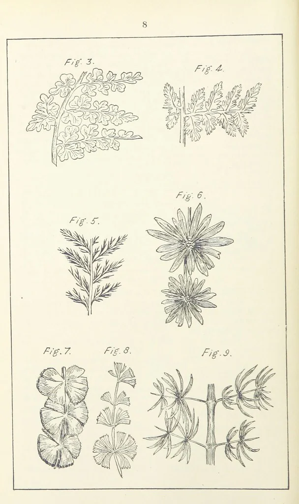 An illustration from The Practice and Science of Mining Engineering: a manual adapted for the use of mine owners, etc, 1896, leaf 20