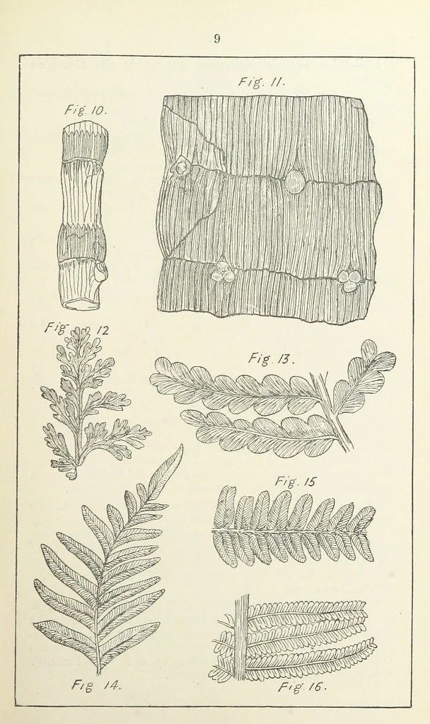 An illustration from The Practice and Science of Mining Engineering: a manual adapted for the use of mine owners, etc, 1896, leaf 21