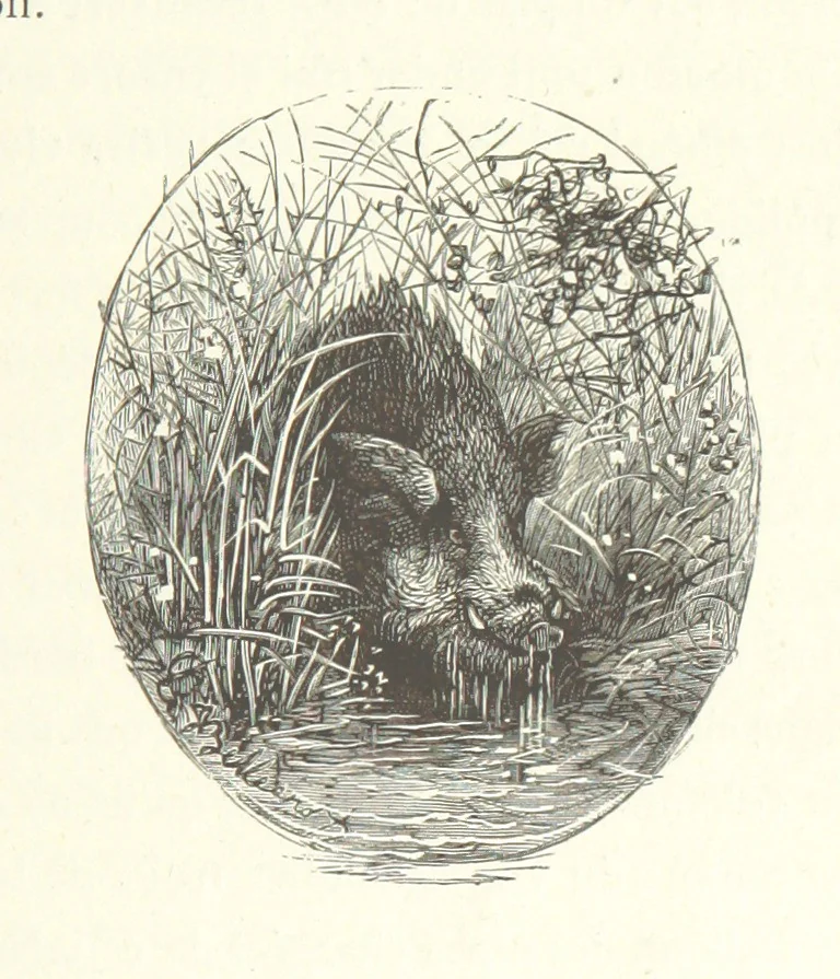 An illustration from Kabyles et Kroumirs ... Dessins de MM. Andrieux, Duhousset, C. Gosselin, II. Vogel, d'après le croquis de l'auteur. Gravure de F. Méaulle, 1882, leaf 305