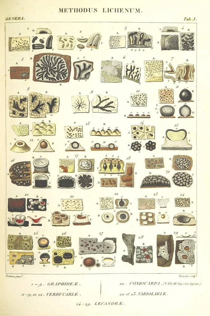 An illustration from Essai sur les cryptogames des écorces exotiques officinales, 1824, leaf 295