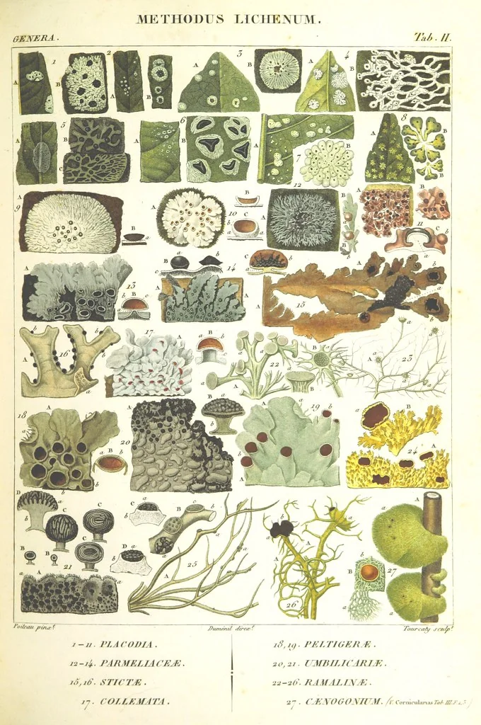 An illustration from Essai sur les cryptogames des écorces exotiques officinales, 1824, leaf 297