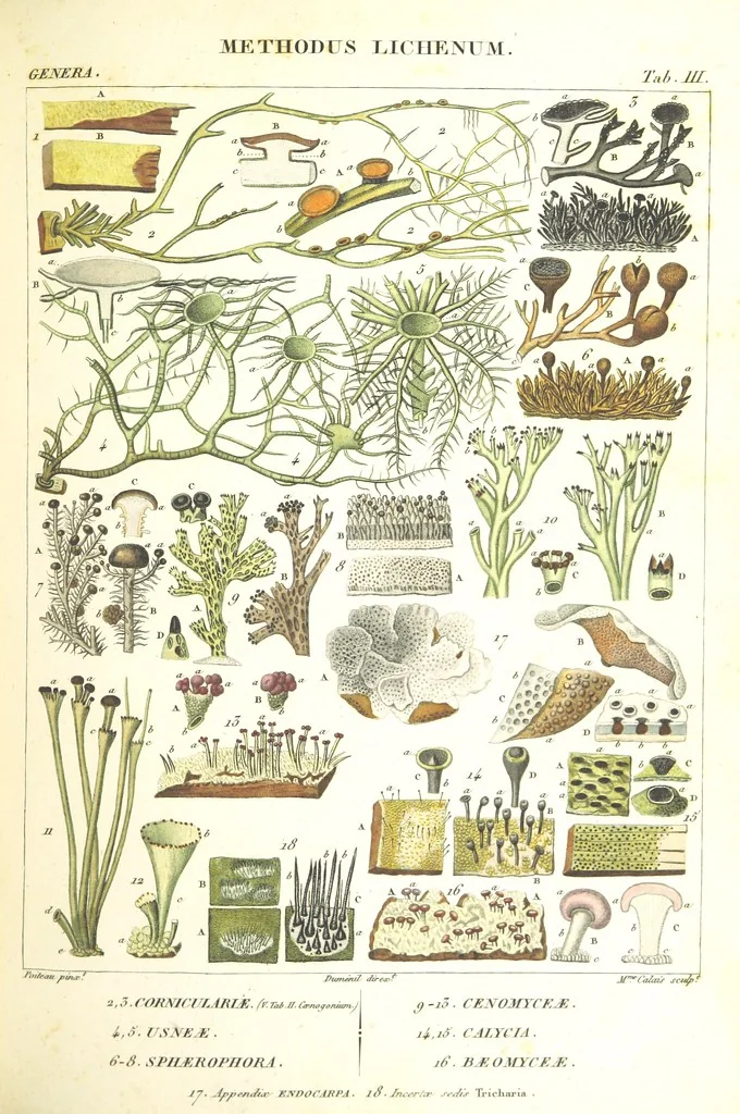An illustration from Essai sur les cryptogames des écorces exotiques officinales, 1824, leaf 299