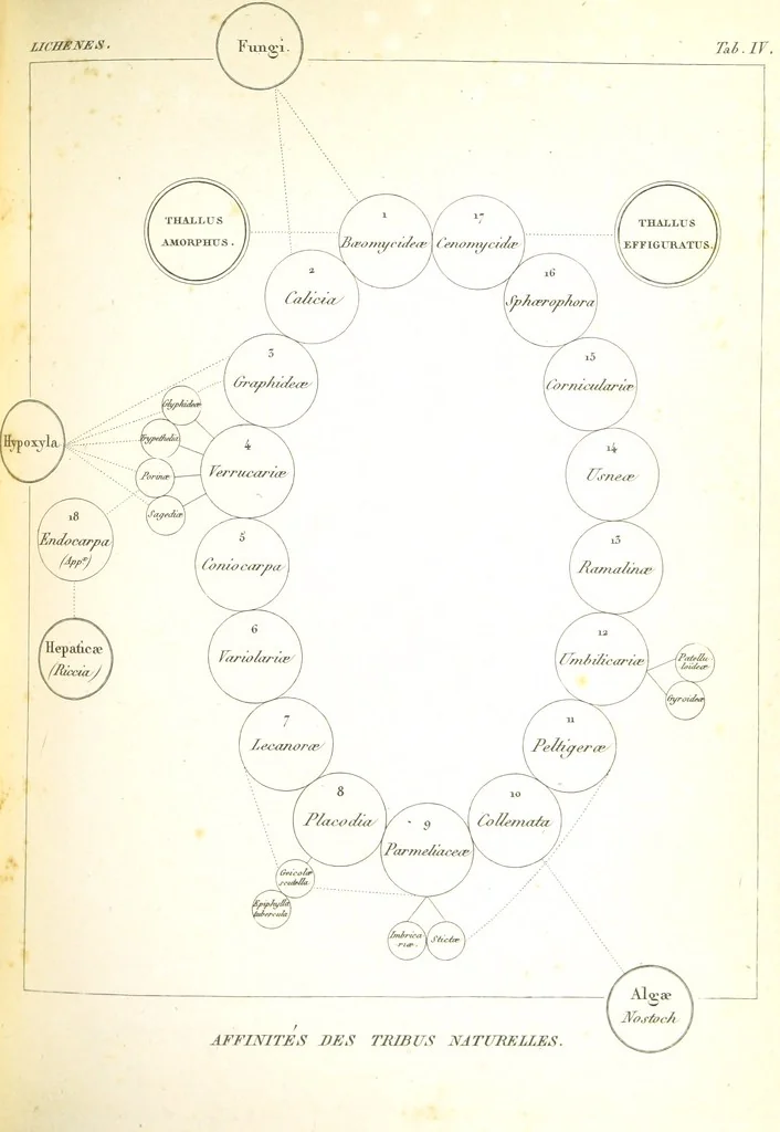 An illustration from Essai sur les cryptogames des écorces exotiques officinales, 1824, leaf 301