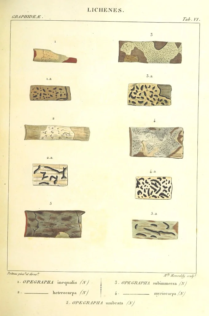 An illustration from Essai sur les cryptogames des écorces exotiques officinales, 1824, leaf 305