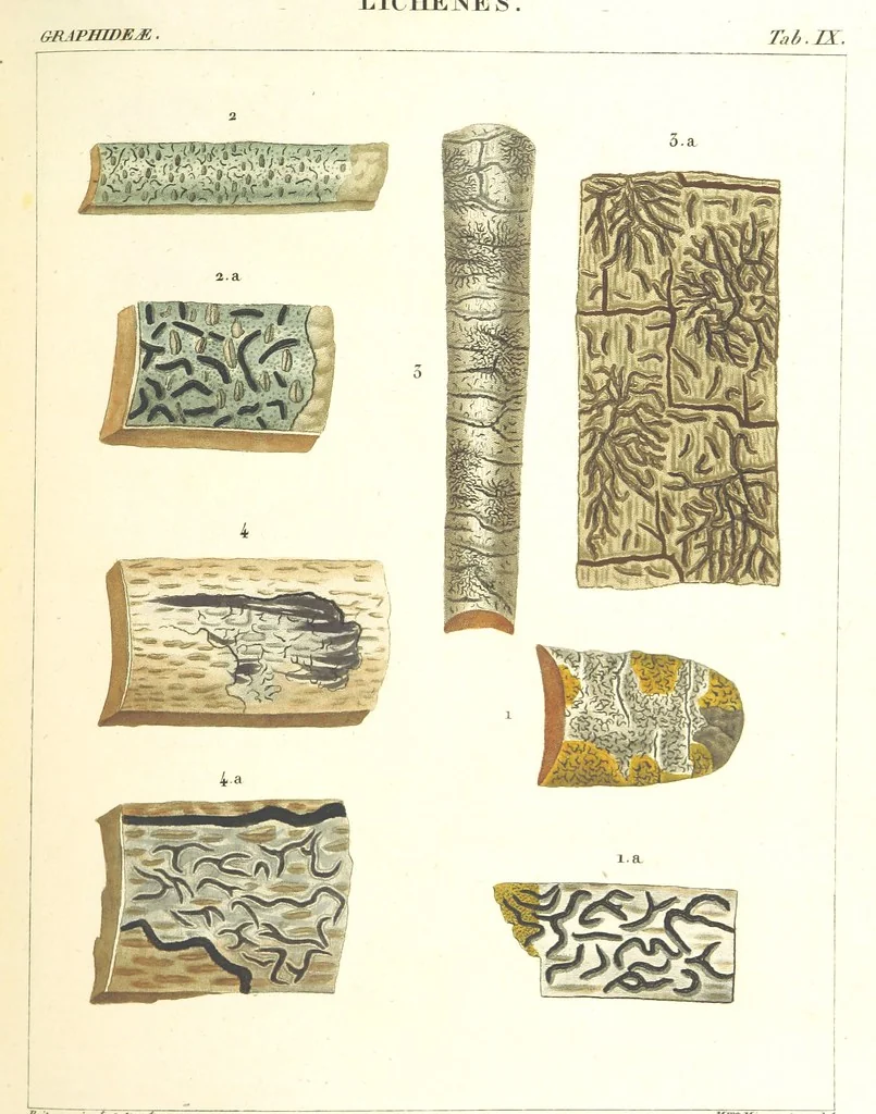 An illustration from Essai sur les cryptogames des écorces exotiques officinales, 1824, leaf 311