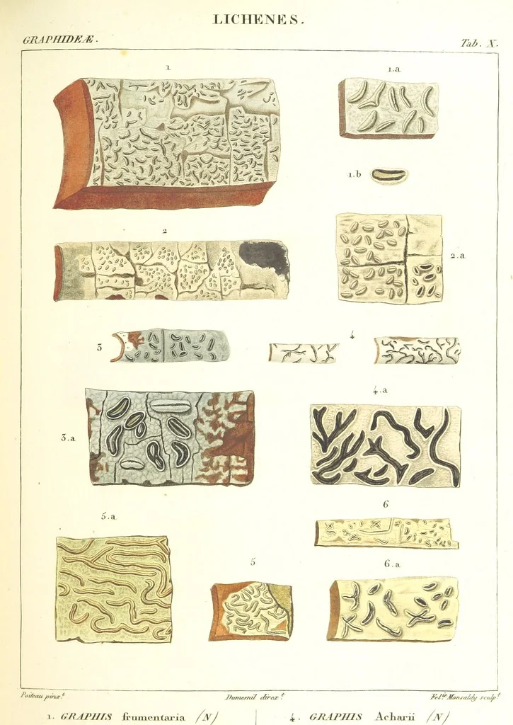 An illustration from Essai sur les cryptogames des écorces exotiques officinales, 1824, leaf 313