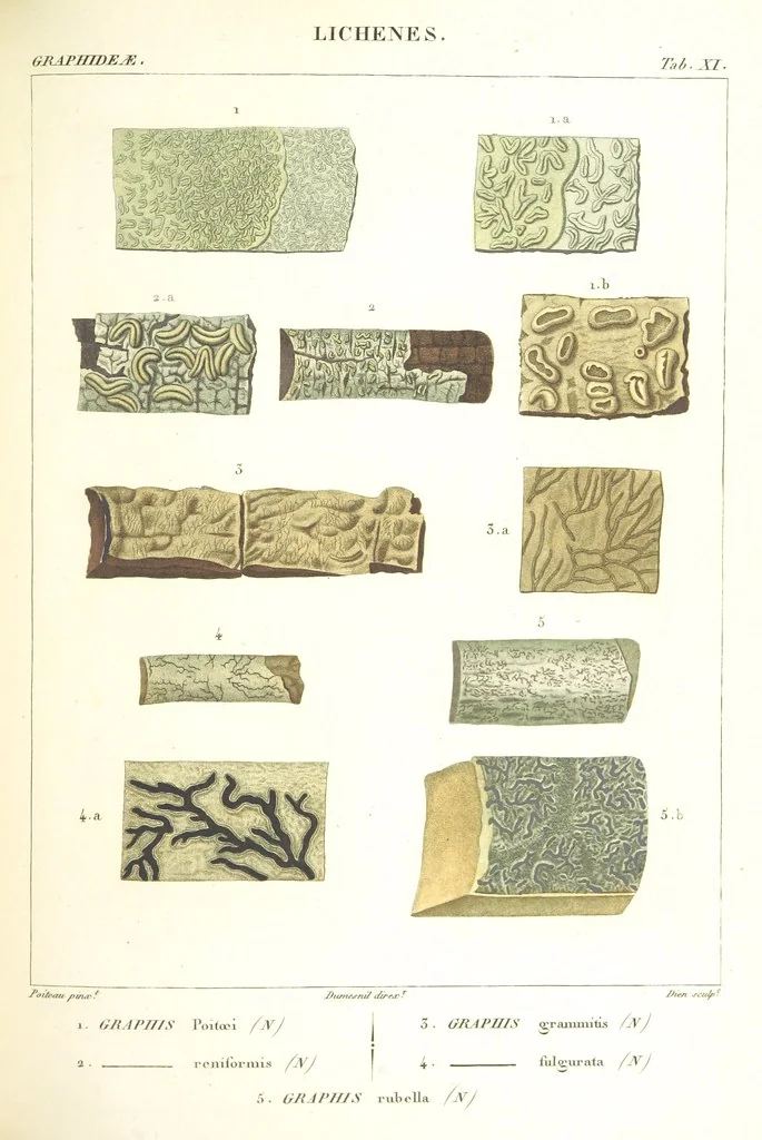 An illustration from Essai sur les cryptogames des écorces exotiques officinales, 1824, leaf 315