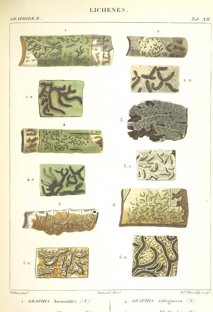 An illustration from Essai sur les cryptogames des écorces exotiques officinales, 1824, leaf 317