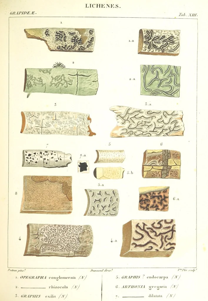 An illustration from Essai sur les cryptogames des écorces exotiques officinales, 1824, leaf 319
