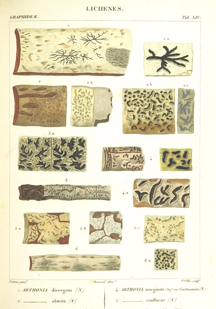An illustration from Essai sur les cryptogames des écorces exotiques officinales, 1824, leaf 321