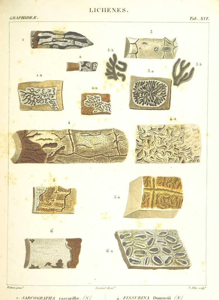 An illustration from Essai sur les cryptogames des écorces exotiques officinales, 1824, leaf 325