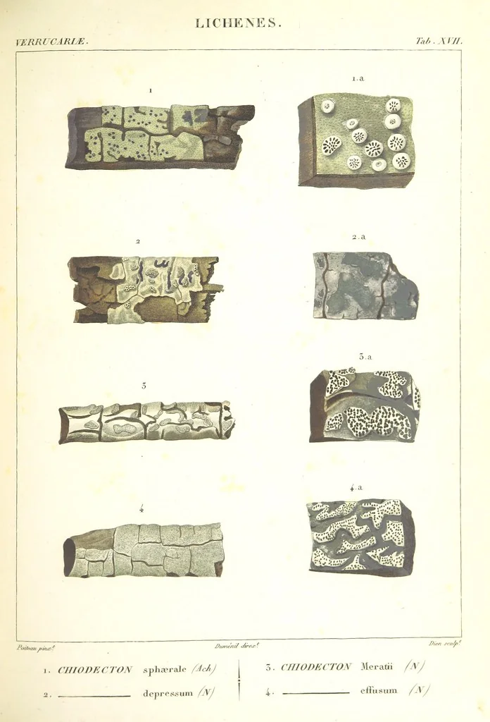 An illustration from Essai sur les cryptogames des écorces exotiques officinales, 1824, leaf 327