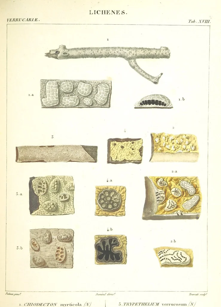 An illustration from Essai sur les cryptogames des écorces exotiques officinales, 1824, leaf 329