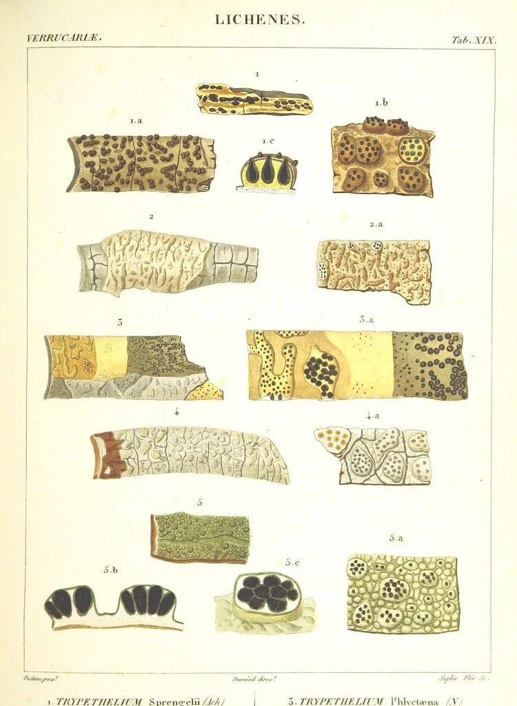 An illustration from Essai sur les cryptogames des écorces exotiques officinales, 1824, leaf 331