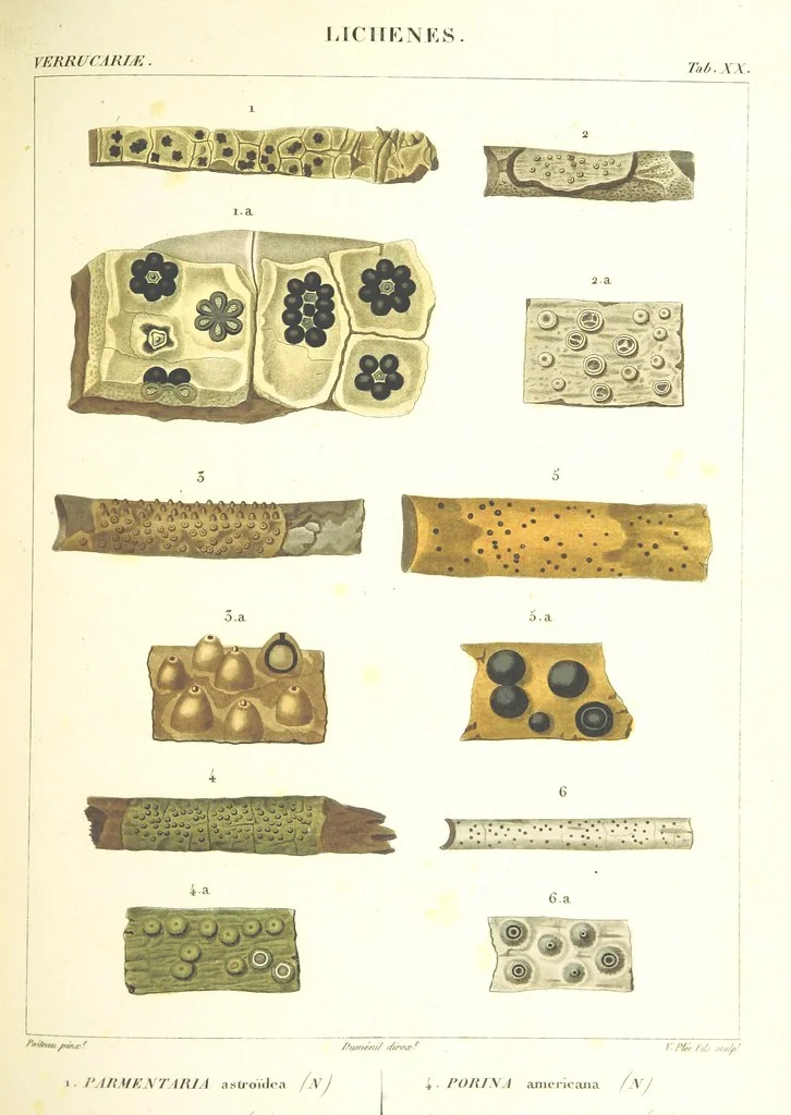 An illustration from Essai sur les cryptogames des écorces exotiques officinales, 1824, leaf 333