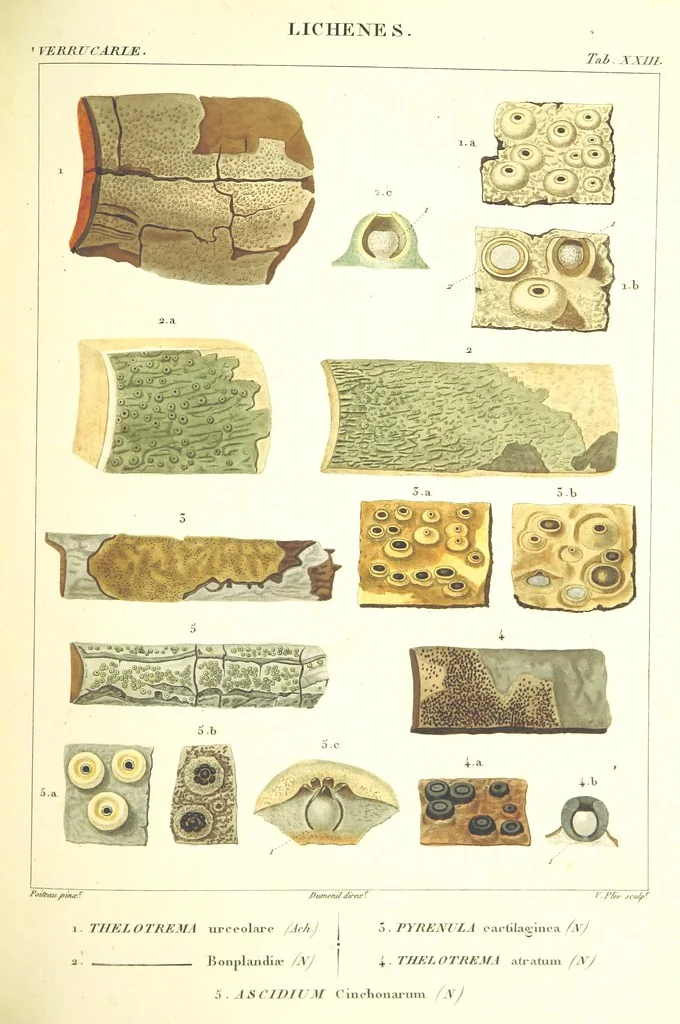 An illustration from Essai sur les cryptogames des écorces exotiques officinales, 1824, leaf 339