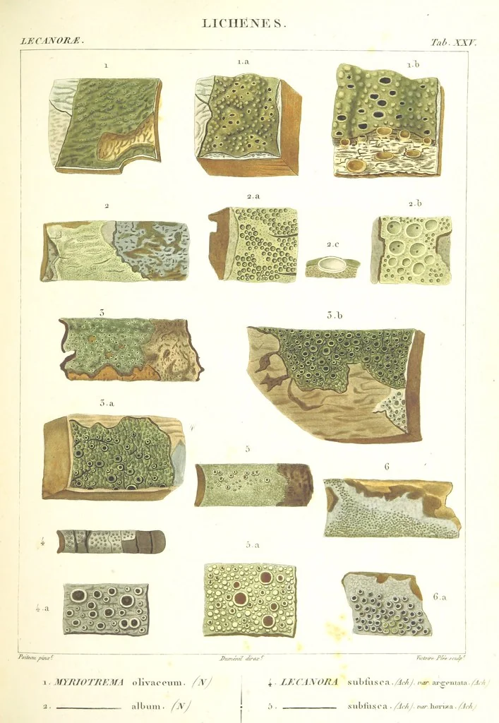 An illustration from Essai sur les cryptogames des écorces exotiques officinales, 1824, leaf 343