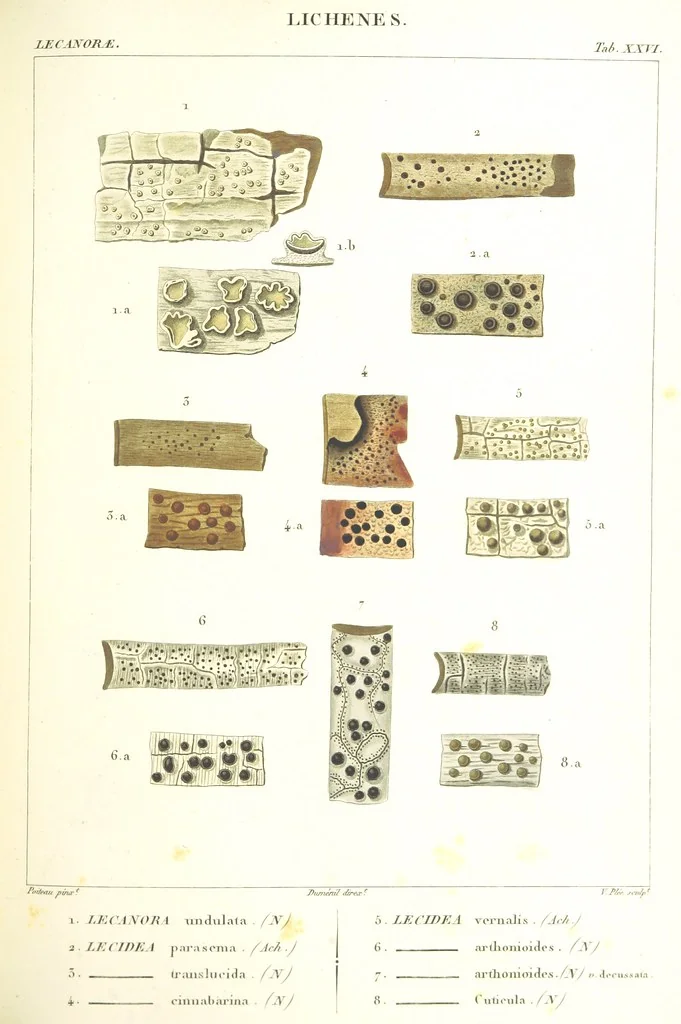 An illustration from Essai sur les cryptogames des écorces exotiques officinales, 1824, leaf 345