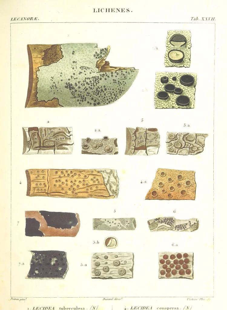 An illustration from Essai sur les cryptogames des écorces exotiques officinales, 1824, leaf 347
